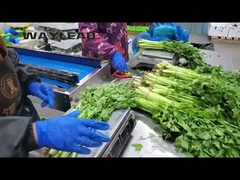 Machine d'emballage de biscuits à collier