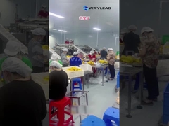 WG210 Machine électrique d'emballage à sacoche préfabriquée pour fruits secs